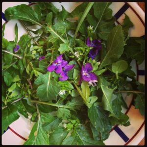 Salade de plantes sauvages