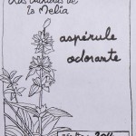 Asperule odorante composition