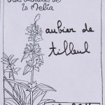 Aubier de tilleul composition